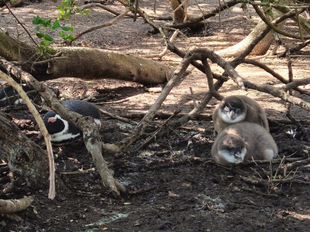 Adult African penguin and chicks in their nest, Boulders Beach, Simon's Town