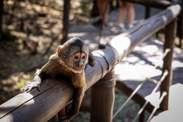 Monkey lying on the railing of a walkway at Monkeyland, Plettenberg Bayi.