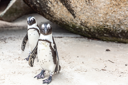 Two penguins standing on the sand next to boulders at Boulders Beach in Simon's Town