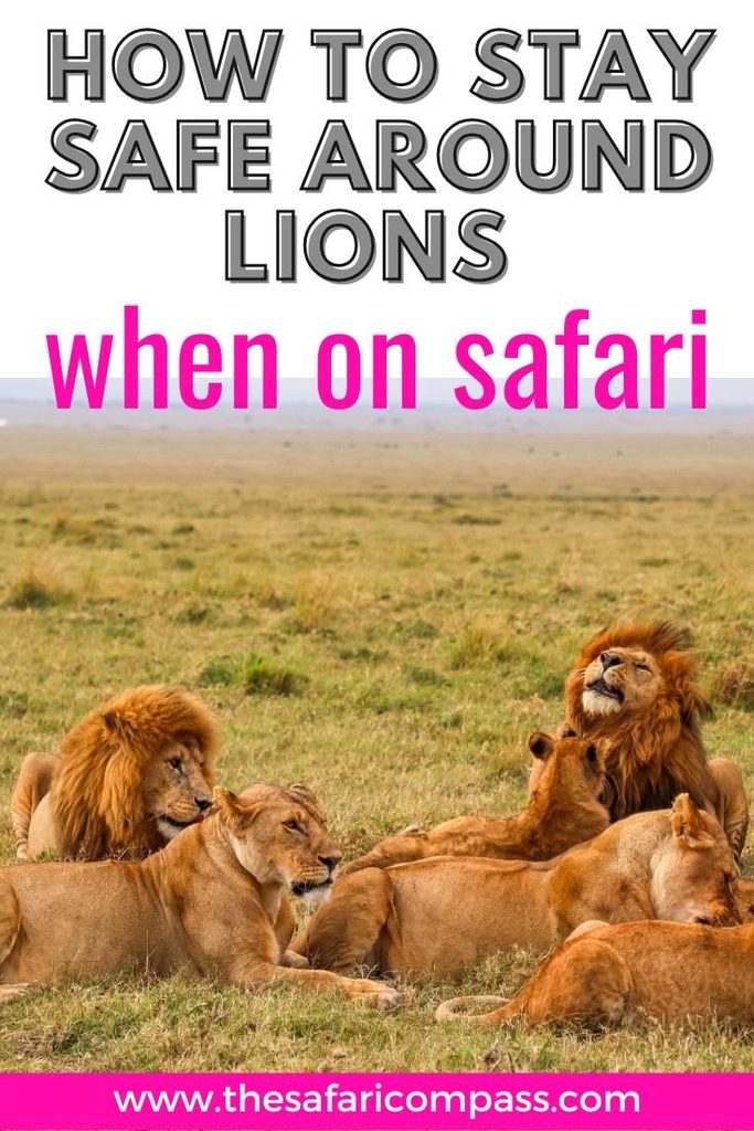 Pride of lions on the open plains with text overlay saying, "How to stay safe around lions when on safari.'