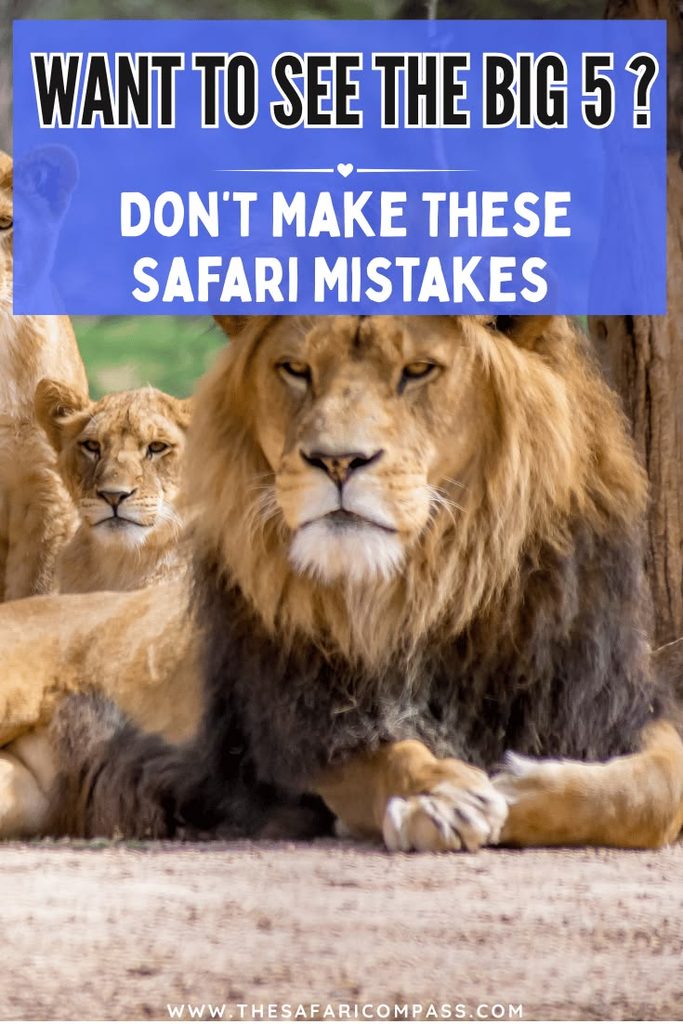 Pride of lions lying on the open plains in the savanna with text overlay that says, 'Want to see the Big 5? Don't make these Safari Mistakes.