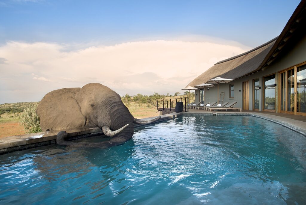 An elephant drinking from the pool at Mhondoro Lodge in South Africa.