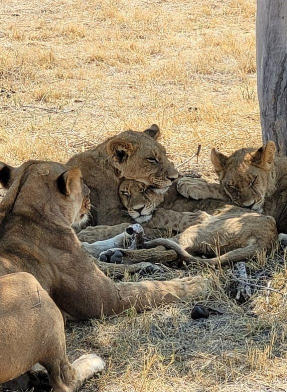 Pride of lions sleeping under a tree in Botswana 