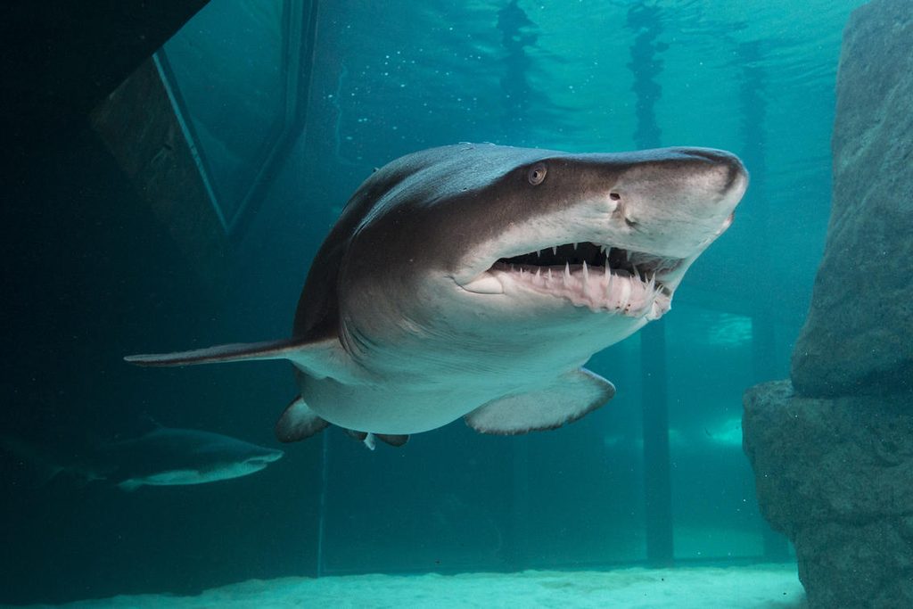 Ragged-tooth shark swimming in the Predator Exhibit at the Two Oceans Aquarium in Cape Town