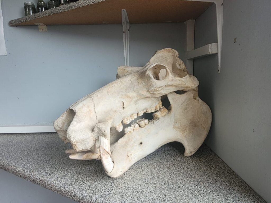 Hippo skull in the main office at the entrance to Rondevlei
