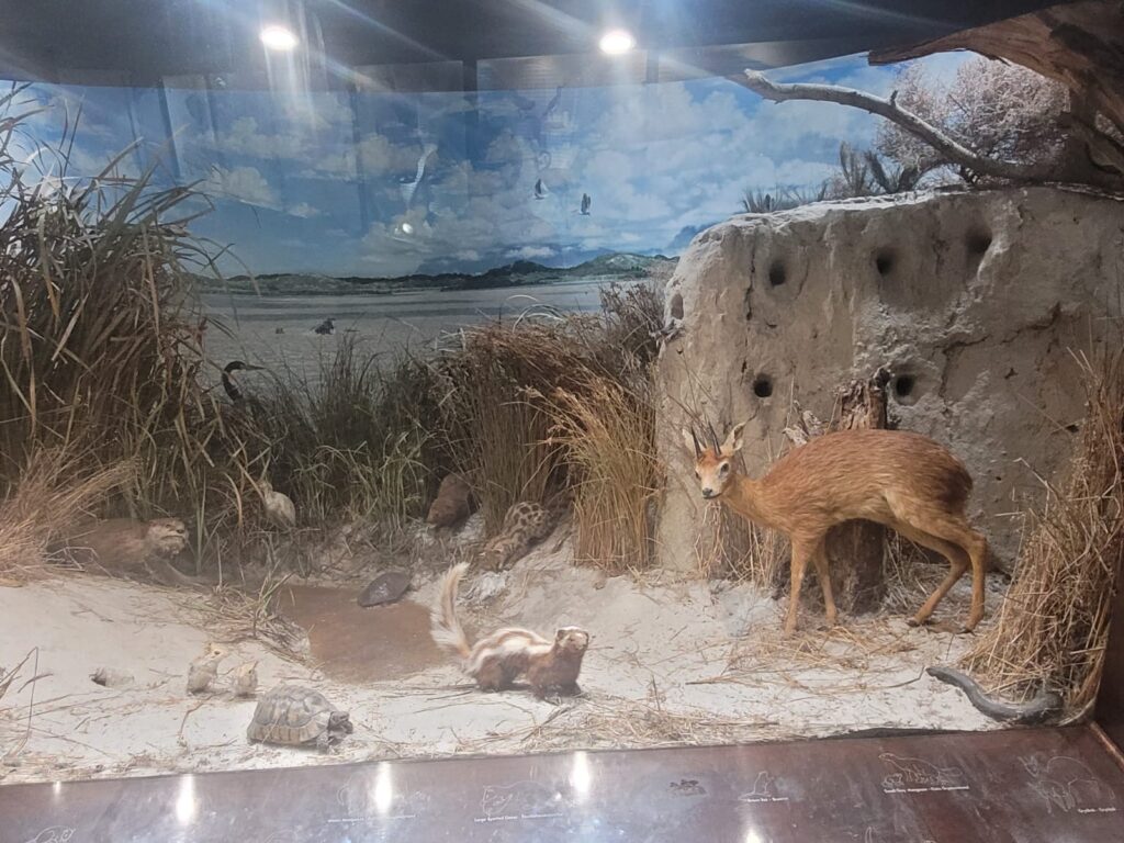 Small museum in Rondevlei showing some of the wildlife found like tortoises, otters, porcupines, little buck and more.