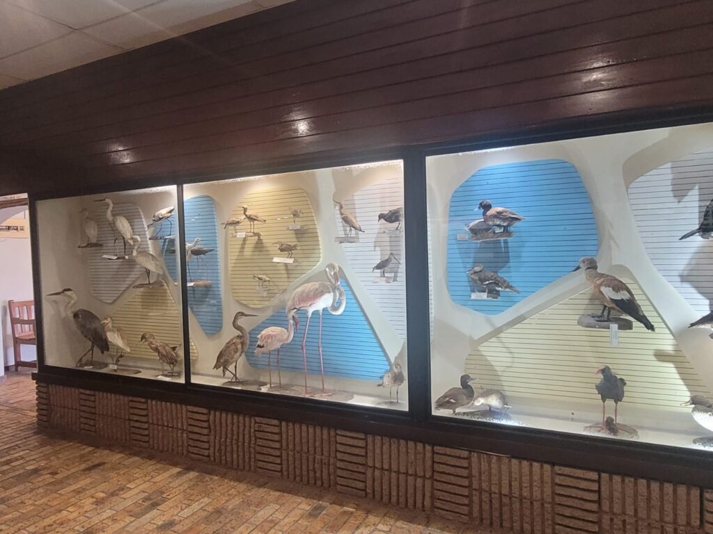 Small section of the museum showing some of the bird species found in the vlei such as flamingoes, egrets, lapwings and more.