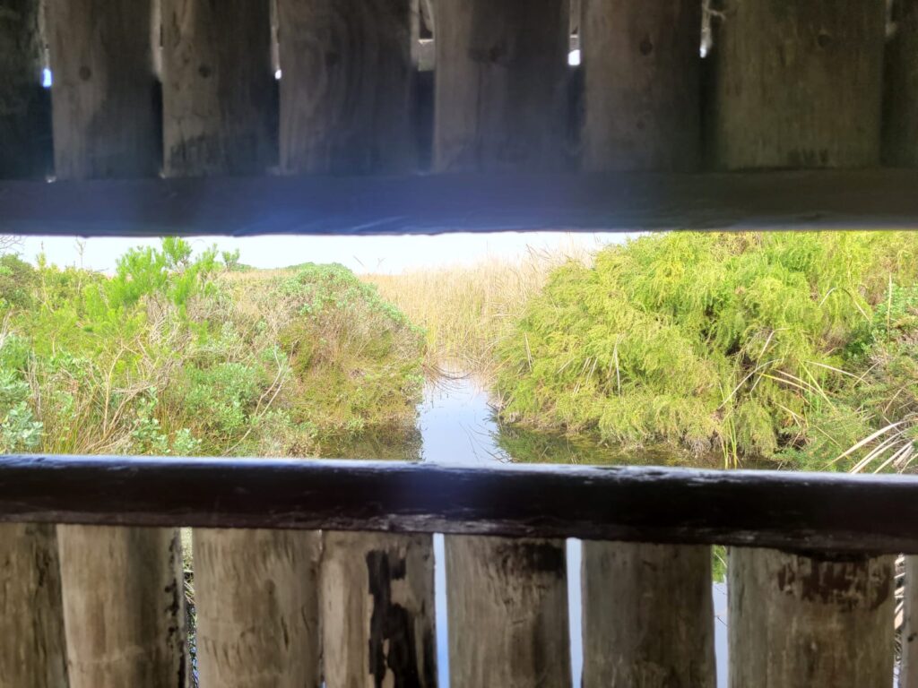 View from one of the bird hides at Rondevlei, looking at a channel of water surrounded by bushes.