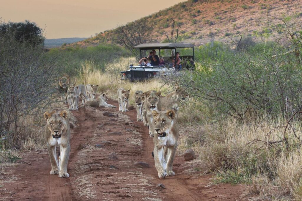 Game drive at Tuningi Safari Lodge with a family in a game drive vehicle in the background watching a pride of lions.