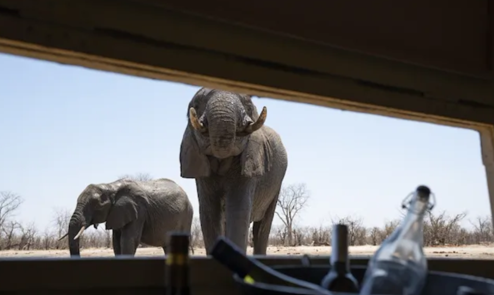 A photo taken from an underground hide looking out at two elephants in the waterhole. One elephant is facing the camera with her trunk in her mouth as she is spraying water.